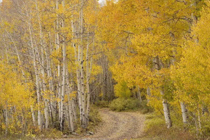 Framed Print : USA, Colorado, Uncompahgre National Forest. Road through aspen forest in autumn Framed Print : USA, Colorado, Uncompahgre National Forest. Road through aspen forest in autumn