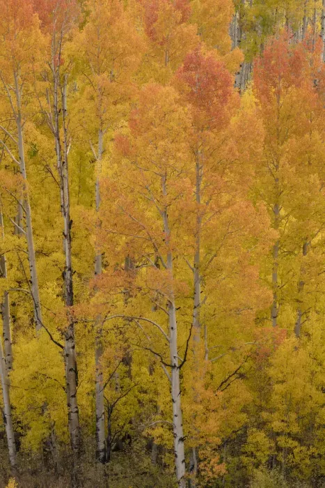Framed Print : USA, Colorado, Uncompahgre National Forest. Golden forest of aspens on mountain