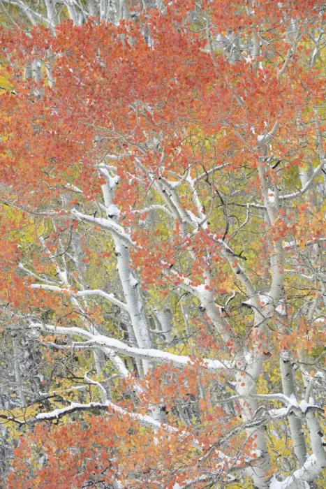 Framed Print : USA, Colorado, Uncompahgre National Forest. Autumn snow on aspen trees Framed Print : USA, Colorado, Uncompahgre National Forest. Autumn snow on aspen trees
