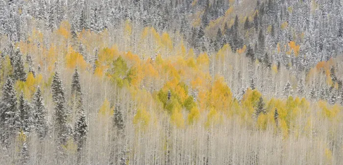 Framed Print : USA, Colorado, Uncompahgre National Forest. Panoramic of fresh snow and autumn colors on forest Framed Print : USA, Colorado, Uncompahgre National Forest. Panoramic of fresh snow and autumn colors on forest