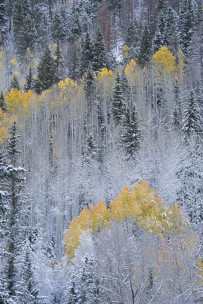 USA, Colorado, Uncompahgre National Forest. Fresh autumn snow on aspens and evergreens