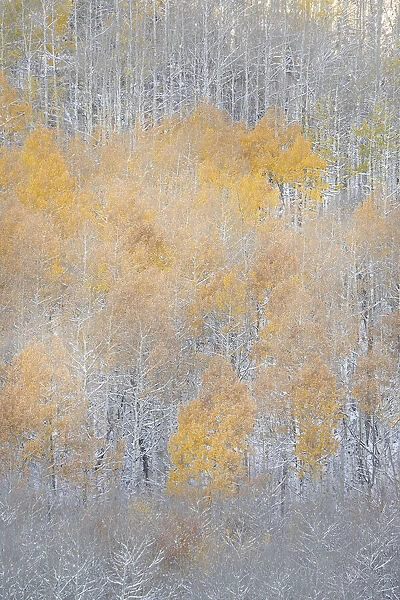 USA, Colorado, Uncompahgre National Forest. Fresh autumn snow on aspens