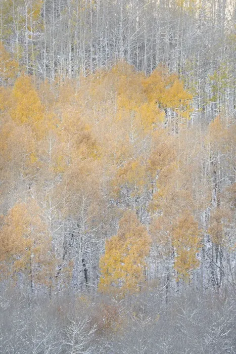 Framed Print : USA, Colorado, Uncompahgre National Forest. Fresh autumn snow on aspens Framed Print : USA, Colorado, Uncompahgre National Forest. Fresh autumn snow on aspens