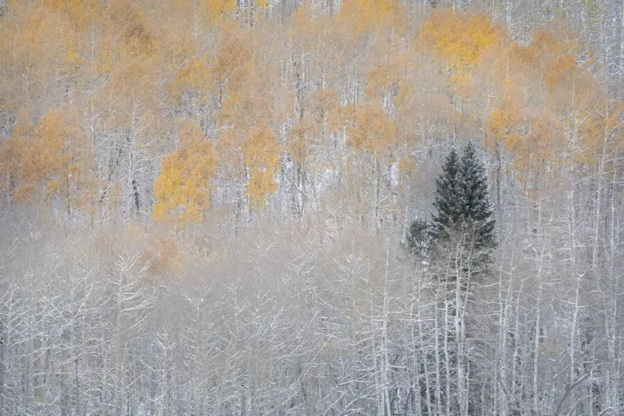 Framed Print : USA, Colorado, Uncompahgre National Forest. Fresh autumn snow on aspens and evergreen Framed Print : USA, Colorado, Uncompahgre National Forest. Fresh autumn snow on aspens and evergreen