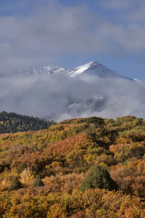 Framed Print : USA, Colorado, Uncompahgre National Forest. Autumn forest and Sneffels Range Framed Print : USA, Colorado, Uncompahgre National Forest. Autumn forest and Sneffels Range