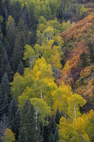 USA, Colorado, Uncompahgre National Forest. Overview of aspen and Gambels oak trees in ravine