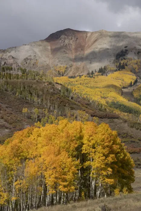 Framed Print : USA, Colorado, Uncompahgre National Forest. Autumn forest and mountain Framed Print : USA, Colorado, Uncompahgre National Forest. Autumn forest and mountain