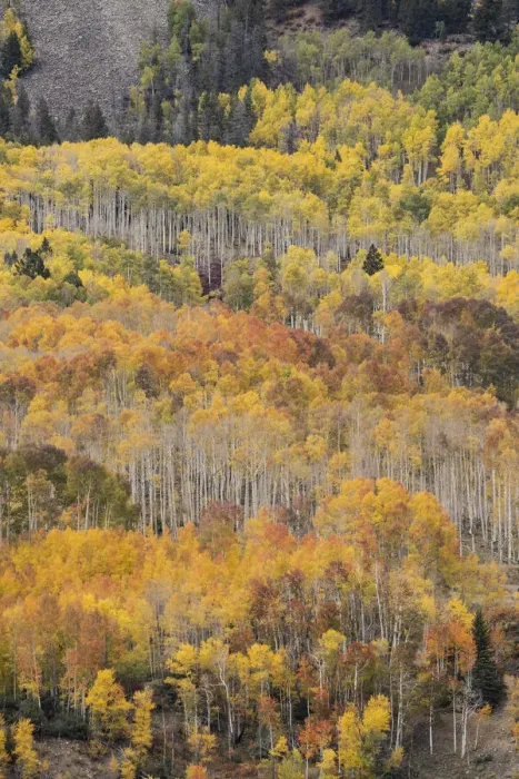 Framed Print : USA, Colorado, Uncompahgre National Forest. Autumn-colored forest Framed Print : USA, Colorado, Uncompahgre National Forest. Autumn-colored forest
