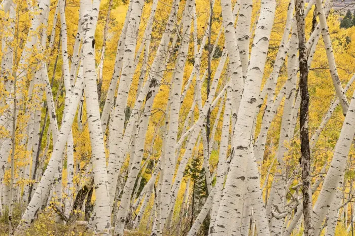 Framed Print : USA, Colorado, Uncompahgre National Forest. Forest of aspen trees