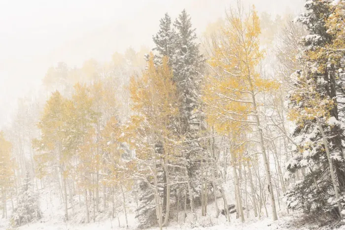 Framed Print : USA, Colorado, Uncompahgre National Forest. Aspen and spruce after autumn snowstorm Framed Print : USA, Colorado, Uncompahgre National Forest. Aspen and spruce after autumn snowstorm