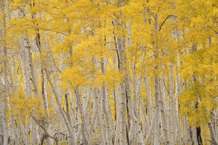 Framed Print : USA, Colorado, Uncompahgre National Forest. Aspen trees in autumn Framed Print : USA, Colorado, Uncompahgre National Forest. Aspen trees in autumn