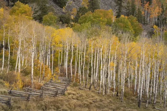 Framed Print : USA, Colorado, Uncompahgre National Forest. Autumn aspen trees and split-rail fence Framed Print : USA, Colorado, Uncompahgre National Forest. Autumn aspen trees and split-rail fence