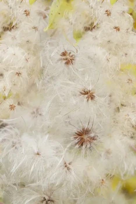 Framed Print : USA, Colorado, Uncompahgre National Forest. Seedheads of clematis plant Framed Print : USA, Colorado, Uncompahgre National Forest. Seedheads of clematis plant