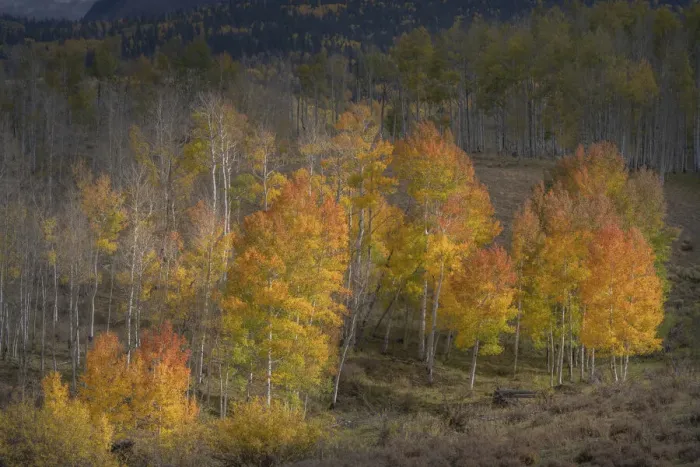 Framed Print : USA, Colorado, Uncompahgre National Forest. Aspen trees in late autumn Framed Print : USA, Colorado, Uncompahgre National Forest. Aspen trees in late autumn