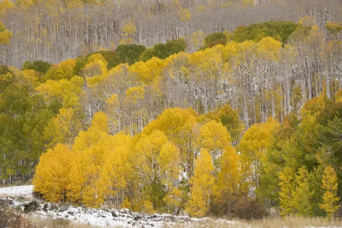 Framed Print : USA, Colorado, Uncompahgre National Forest. Fresh snow and autumn colors on forest Framed Print : USA, Colorado, Uncompahgre National Forest. Fresh snow and autumn colors on forest
