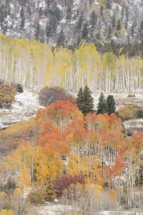 Framed Print : USA, Colorado, Uncompahgre National Forest. Aspen and spruce trees after autumn snowstorm