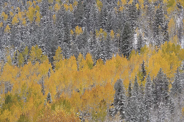 USA, Colorado, Uncompahgre National Forest. Aspens after autumn snowstorm