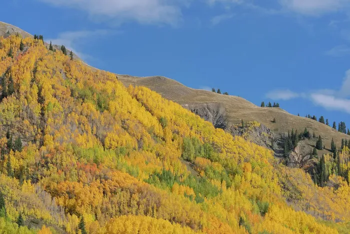 Framed Print : USA, Colorado, Uncompahgre National Forest. Aspens on mountainside in autumn Framed Print : USA, Colorado, Uncompahgre National Forest. Aspens on mountainside in autumn