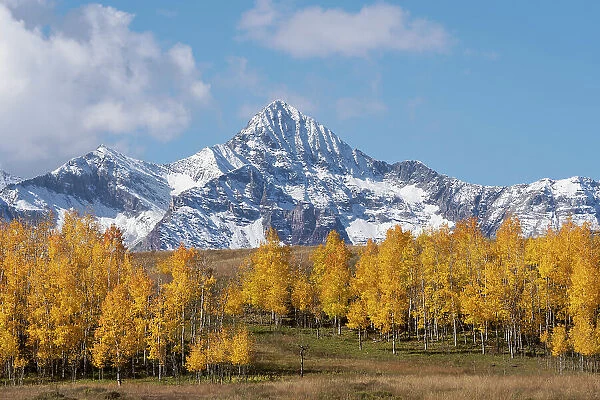 USA, Colorado, Uncompahgre National Forest. Wilson Peak and grove of aspen trees in autumn