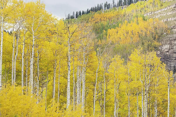 USA, Colorado, Uncompahgre National Forest. Aspens on mountainside in autumn