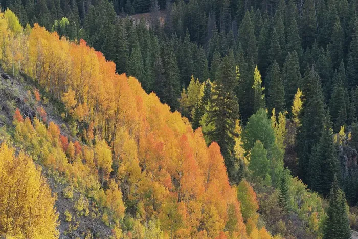 Framed Print : USA, Colorado, Uncompahgre National Forest. Aspens on mountainside in autumn Framed Print : USA, Colorado, Uncompahgre National Forest. Aspens on mountainside in autumn