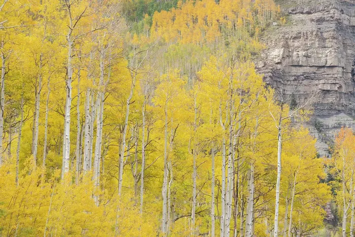Framed Print : USA, Colorado, Uncompahgre National Forest. Aspen trees in autumn colors