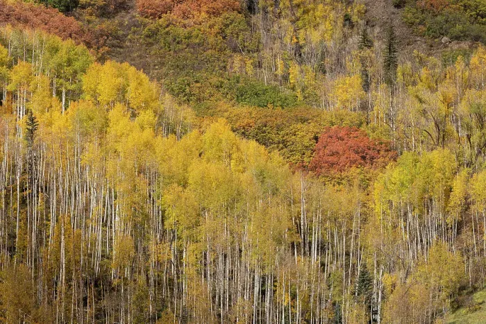 Framed Print : USA, Colorado, Uncompahgre National Forest. Aspens on mountainside in autumn Framed Print : USA, Colorado, Uncompahgre National Forest. Aspens on mountainside in autumn