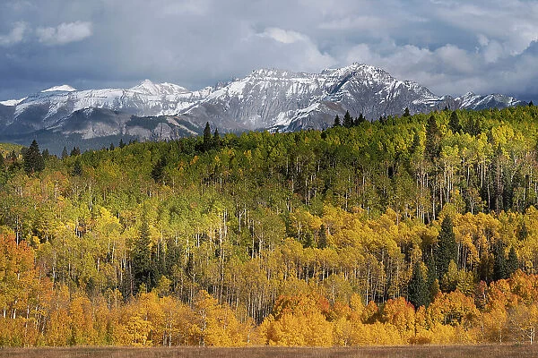USA, Colorado, Uncompahgre National Forest. San Juan Mountains and aspen forest in autumn