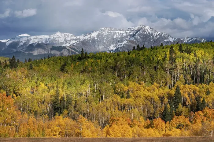 Framed Print : USA, Colorado, Uncompahgre National Forest. San Juan Mountains and aspen forest in autumn Framed Print : USA, Colorado, Uncompahgre National Forest. San Juan Mountains and aspen forest in autumn