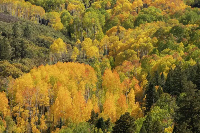 Framed Print : USA, Colorado, Uncompahgre National Forest. Aspens on mountainside in autumn Framed Print : USA, Colorado, Uncompahgre National Forest. Aspens on mountainside in autumn