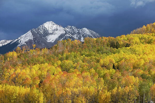 USA, Colorado, Uncompahgre National Forest. Mountain and aspen forest in autumn