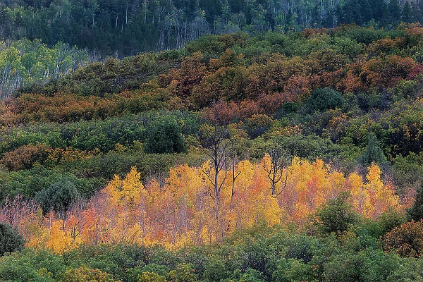 USA, Colorado, Uncompahgre National Forest. Sunset on forest and yellow aspen grove
