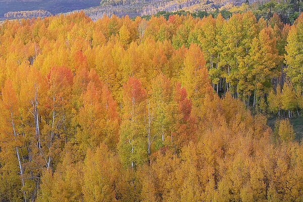 USA, Colorado, Uncompahgre National Forest. Sunset glow on aspen forest in autumn