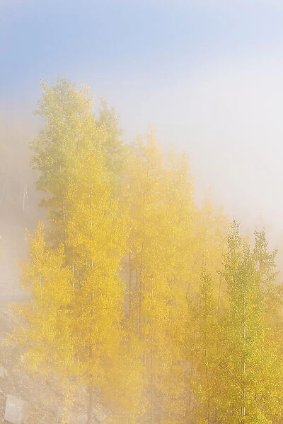 USA, Colorado, Uncompahgre National Forest. Fog on aspen grove in autumn