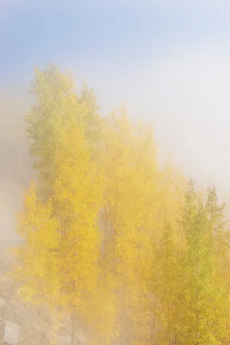 Framed Print : USA, Colorado, Uncompahgre National Forest. Fog on aspen grove in autumn