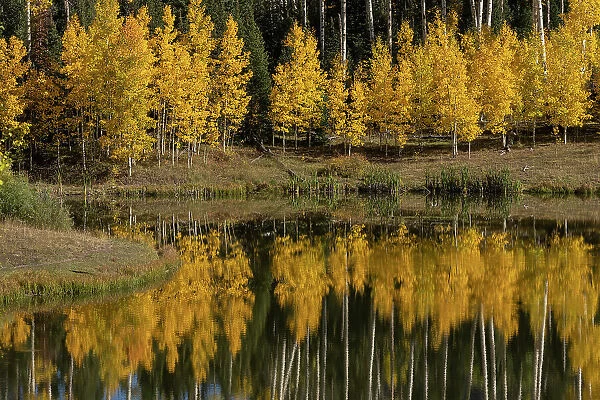 USA, Colorado, Uncompahgre National Forest. Aspen grove reflects in pond