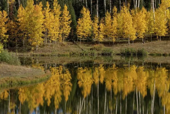 Framed Print : USA, Colorado, Uncompahgre National Forest. Aspen grove reflects in pond