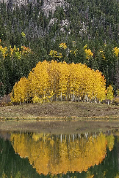 USA, Colorado, Uncompahgre National Forest. Aspen grove reflects in calm lake