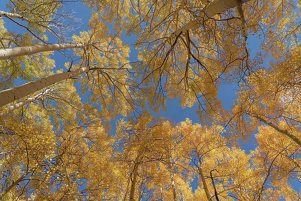 USA, Colorado, Uncompahgre National Forest. Looking skyward at aspens in autumn