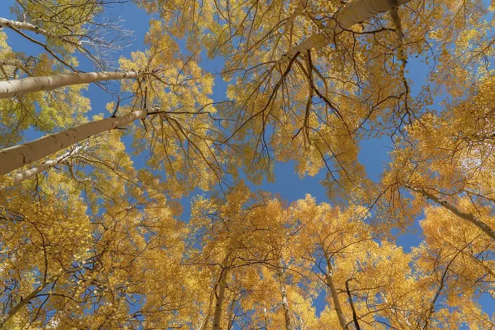 Framed Print : USA, Colorado, Uncompahgre National Forest. Looking skyward at aspens in autumn Framed Print : USA, Colorado, Uncompahgre National Forest. Looking skyward at aspens in autumn