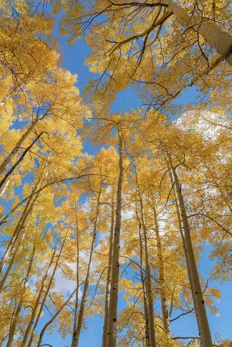 Framed Print : USA, Colorado, Uncompahgre National Forest. Looking skyward at aspens in autumn Framed Print : USA, Colorado, Uncompahgre National Forest. Looking skyward at aspens in autumn