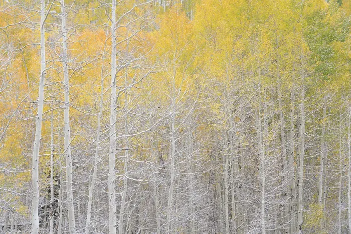 Framed Print : USA, Colorado, Uncompahgre National Forest. Snow on autumn forest landscape. ©Don Grall / Jaynes Gallery / DanitaDelimont.com Framed Print : USA, Colorado, Uncompahgre National Forest. Snow on autumn forest landscape. ©Don Grall / Jaynes Gallery / DanitaDelimont.com