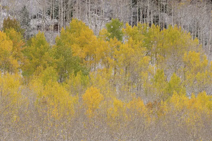Framed Print : USA, Colorado, Uncompahgre National Forest. Snow on autumn forest landscape. ©Don Grall  /  Jaynes Gallery  /  DanitaDelimont.com