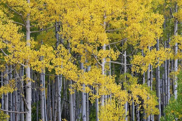 Framed Print : USA, Colorado, Uncompahgre National Forest. Aspen grove in autumn. ©Don Grall / Jaynes Gallery / DanitaDelimont.com Framed Print : USA, Colorado, Uncompahgre National Forest. Aspen grove in autumn. ©Don Grall / Jaynes Gallery / DanitaDelimont.com