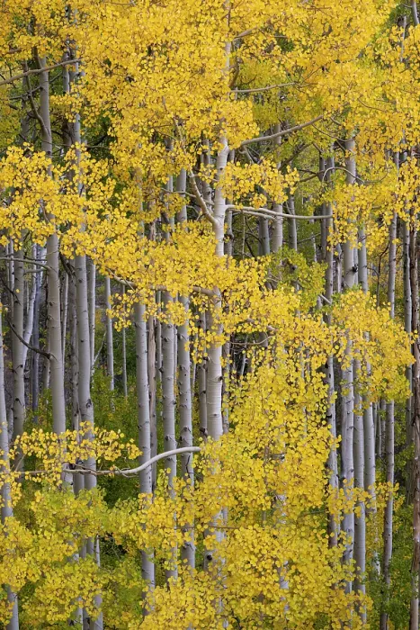 Framed Print : USA, Colorado, Uncompahgre National Forest. Aspen grove in autumn. ©Don Grall  /  Jaynes Gallery  /  DanitaDelimont.com