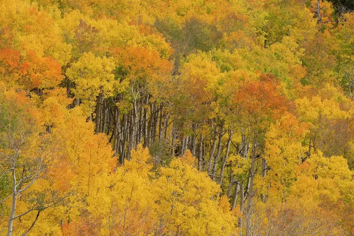 Framed Print : USA, Colorado, Uncompahgre National Forest. Autumn forest landscape. ©Don Grall / Jaynes Gallery / DanitaDelimont.com Framed Print : USA, Colorado, Uncompahgre National Forest. Autumn forest landscape. ©Don Grall / Jaynes Gallery / DanitaDelimont.com