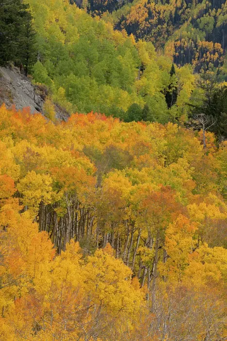 Framed Print : USA, Colorado, Uncompahgre National Forest. Autumn forest landscape. ©Don Grall  /  Jaynes Gallery  /  DanitaDelimont.com