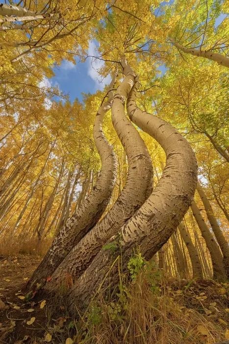 Framed Print : USA, Colorado, Uncompahgre National Forest. Curved aspen trees in autumn. ©Don Grall / Jaynes Gallery / DanitaDelimont.com Framed Print : USA, Colorado, Uncompahgre National Forest. Curved aspen trees in autumn. ©Don Grall / Jaynes Gallery / DanitaDelimont.com