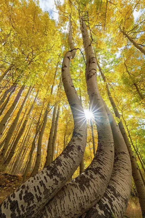 Framed Print : USA, Colorado, Uncompahgre National Forest. Curved aspen trees in autumn at sunrise. ©Don Grall  /  Jaynes Gallery  /  DanitaDelimont.com