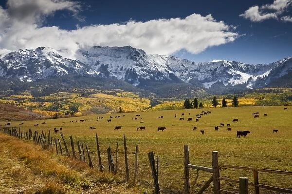 USA, Colorado, Uncompahgre National Forest, Hastings Mesa. Cattle graze in a valley